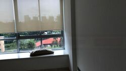 One Tree Hill Residence (D10), Apartment #448460351